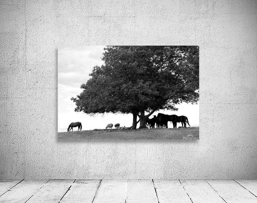 Horses Wall Preview