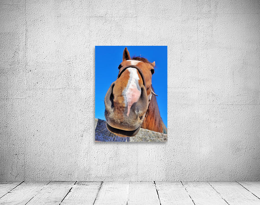Horse Face Wall Preview