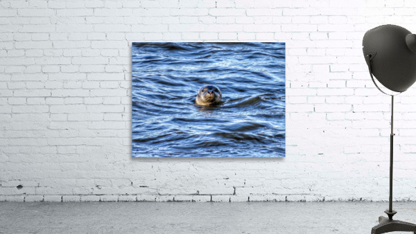 Seal Wall Preview