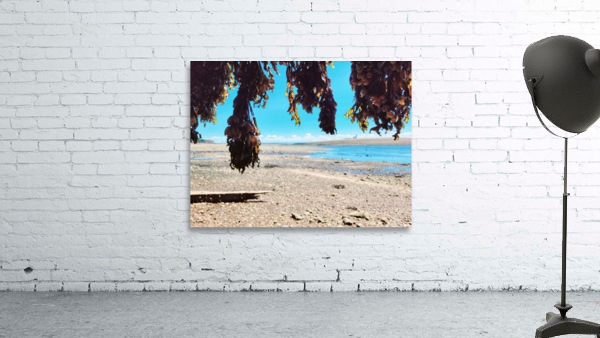 Seaweed Beach Wall Preview