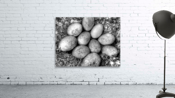 DUCK EGGS Wall Preview