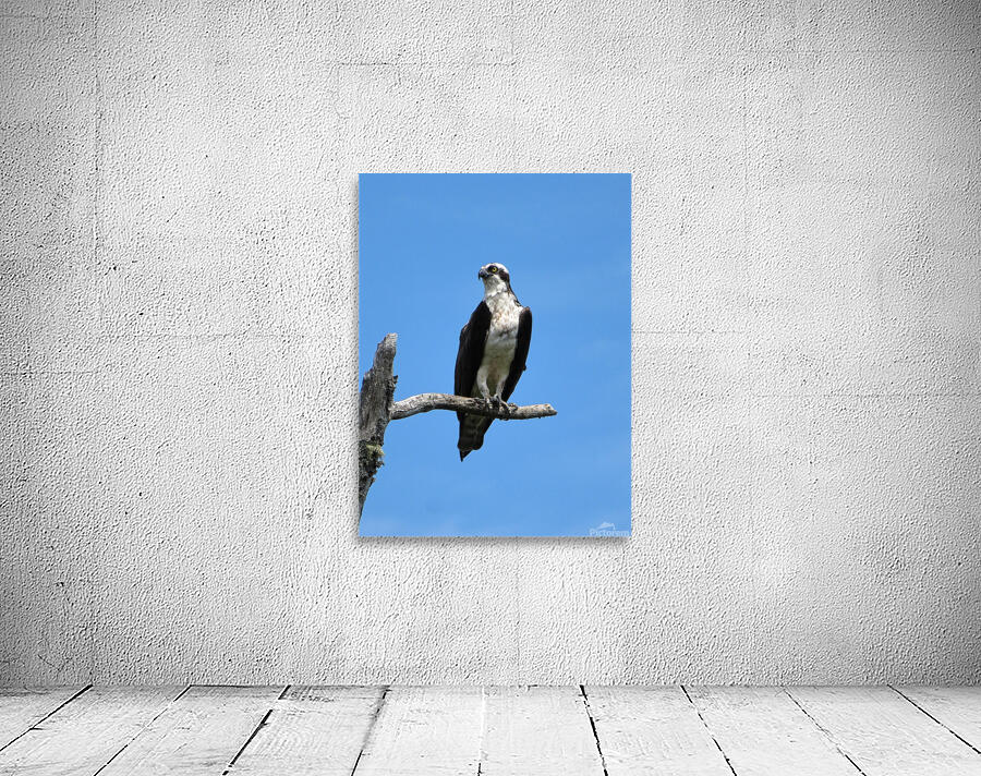 OSPREY Wall Preview