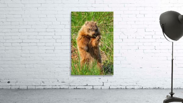 CURIOUS GROUNDHOG  Wall Preview