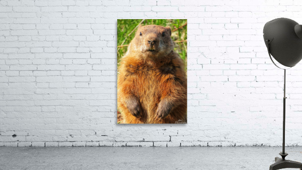 Groundhog Wall Preview