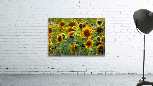 Sunflower field Wall Preview