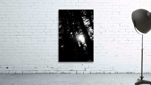 Woods Wall Preview