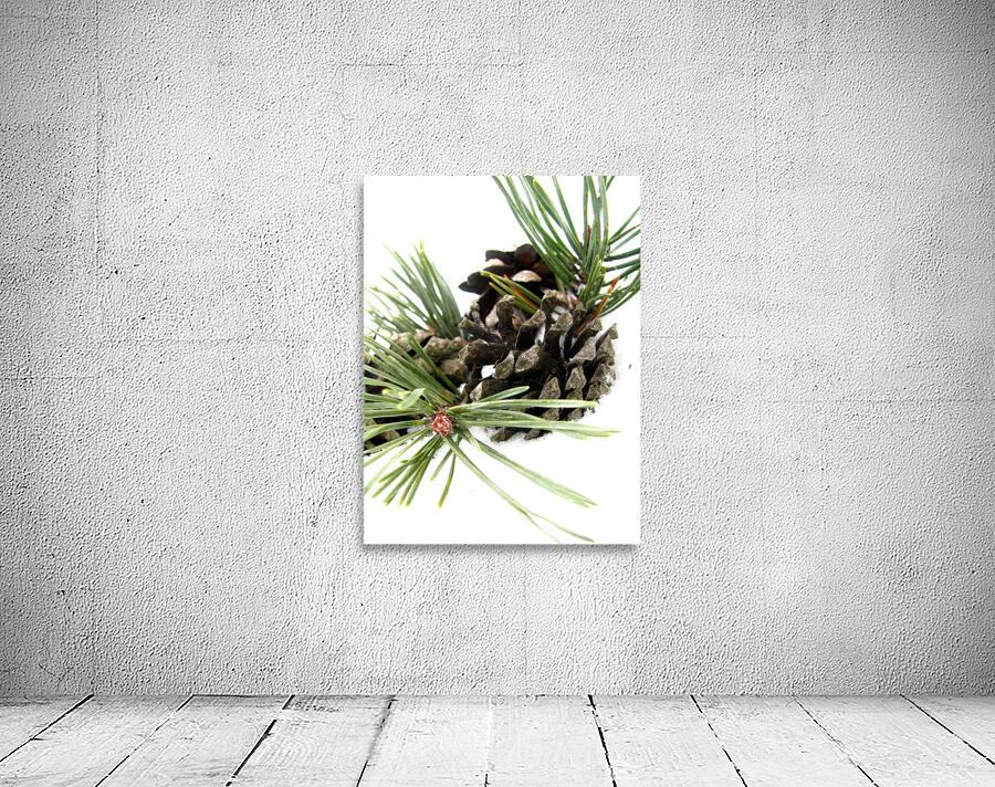 Pine Cone Wall Preview