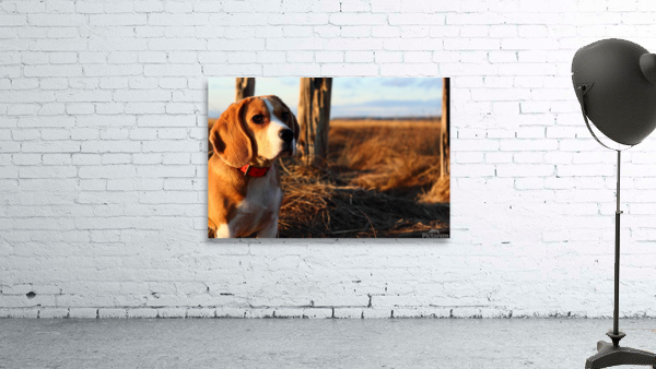 Beagle in the wild Wall Preview
