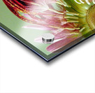 165   Dying Elegantly Acrylic print