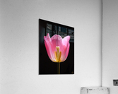 159    In the Spotlight Acrylic Print
