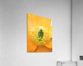 169    Elegance Acrylic Print