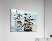179   Pelicans Acrylic Print