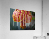 163   Sensuous Acrylic Print