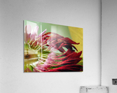 165   Dying Elegantly Acrylic Print