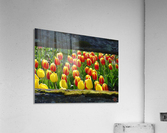 157   Tulips Acrylic Print