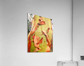 218    Arbutus Acrylic Print