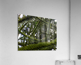 226 Monkey Tree detail Acrylic Print
