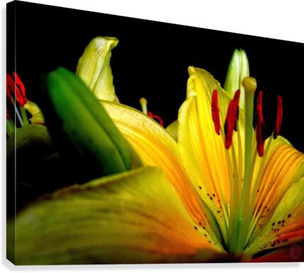 161    A flowers eye view Canvas Print