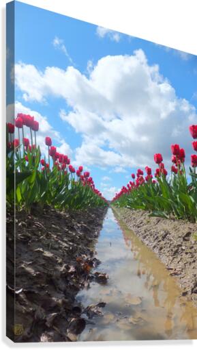 156    Tulip Field Canvas Print