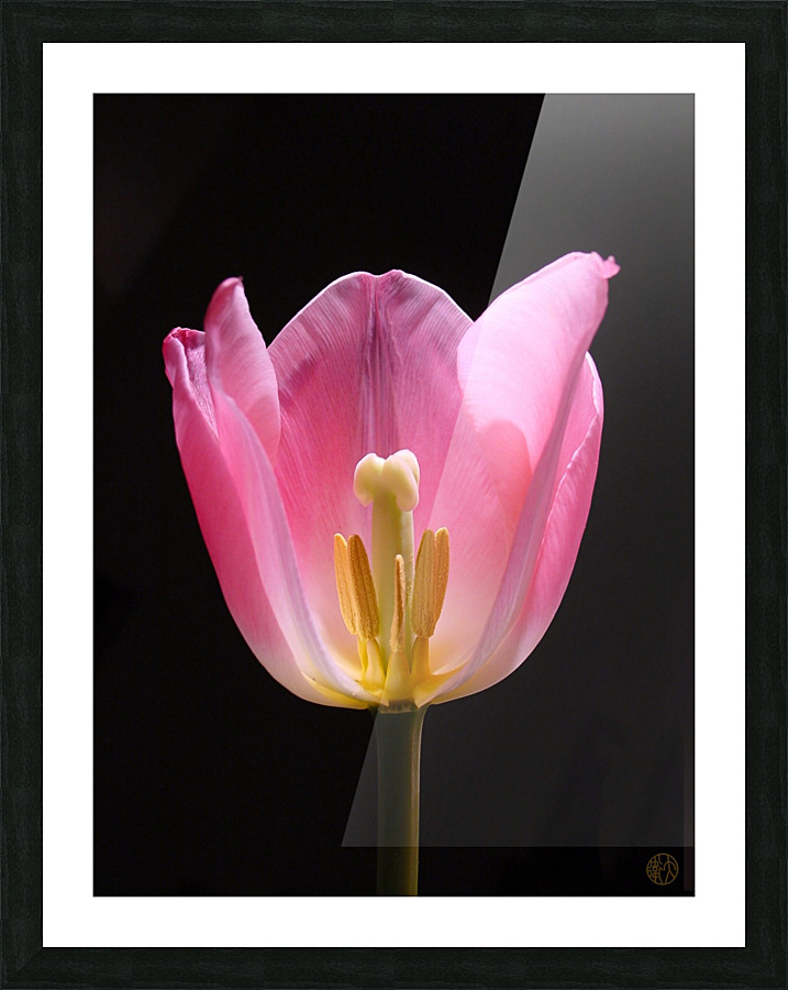 159    In the Spotlight Picture Frame print