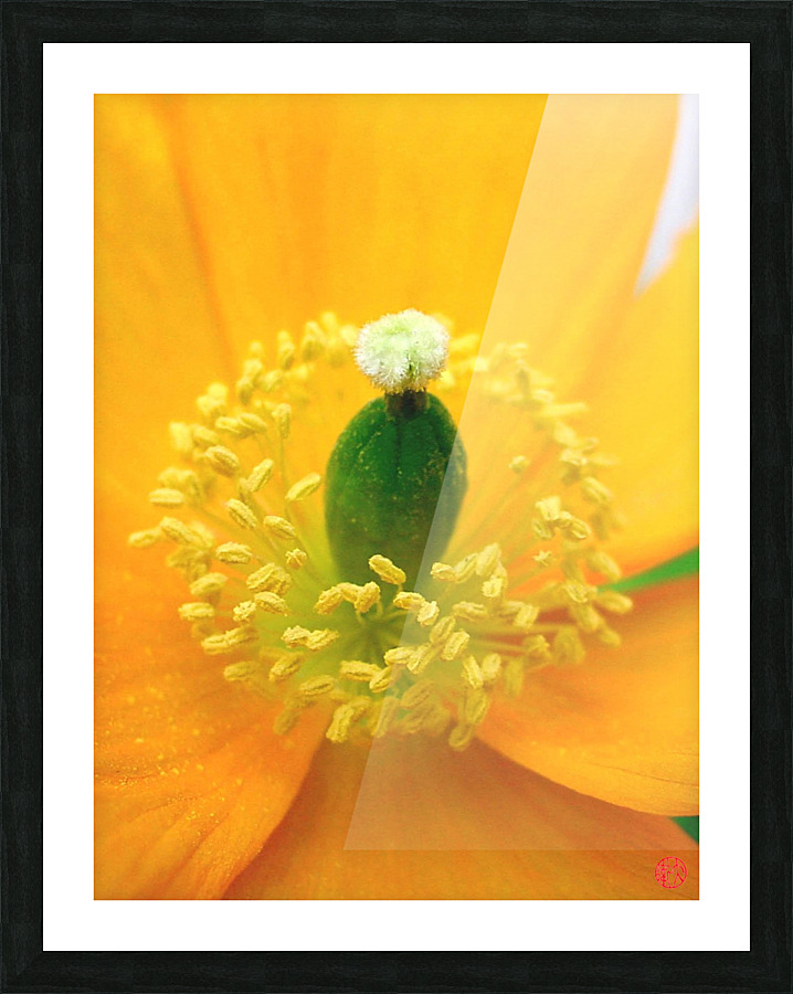 169    Elegance Picture Frame print