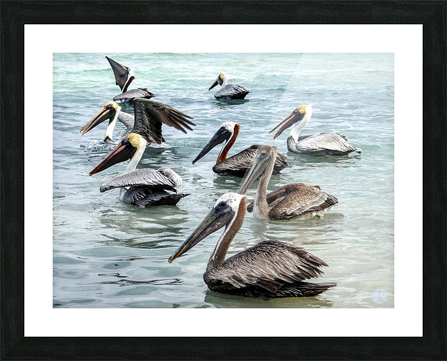 179   Pelicans Picture Frame print