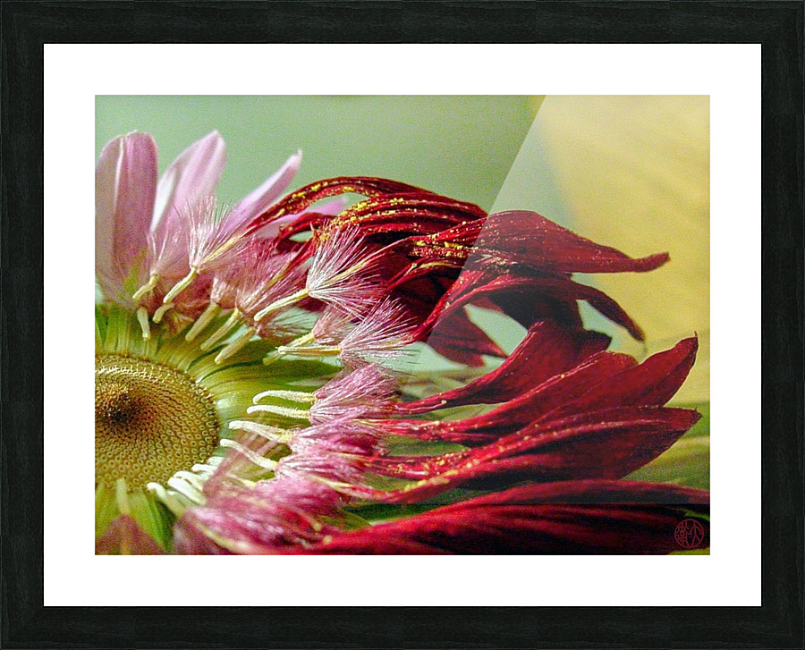 165   Dying Elegantly Picture Frame print