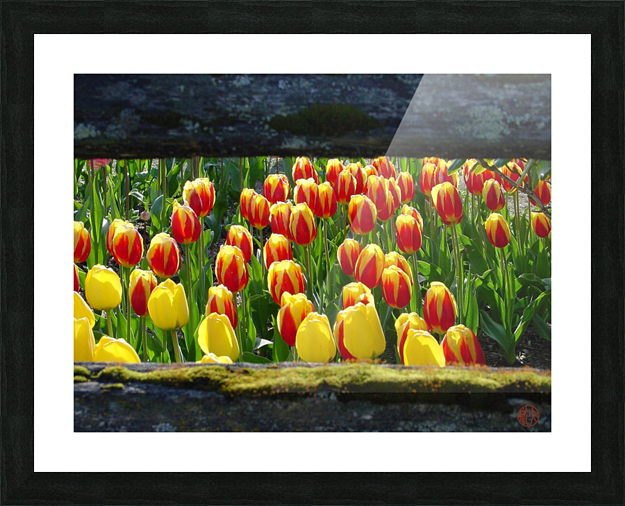 157   Tulips Picture Frame print