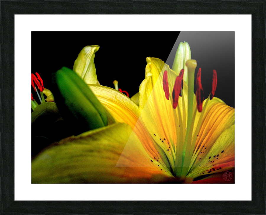 161    A flowers eye view Picture Frame print