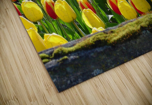 157   Tulips 4U2C puzzle