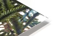 226 Monkey Tree detail HD Metal print