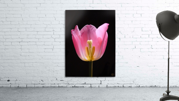 159    In the Spotlight Wall Preview