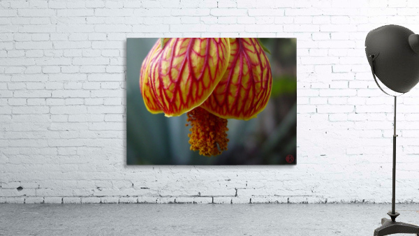 163   Sensuous Wall Preview