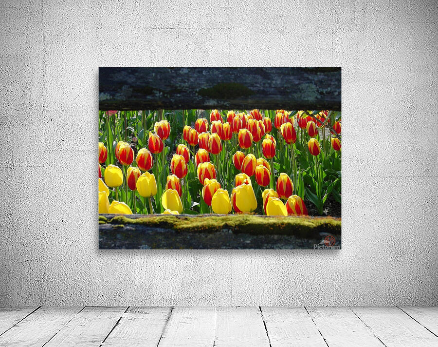 157   Tulips Wall Preview