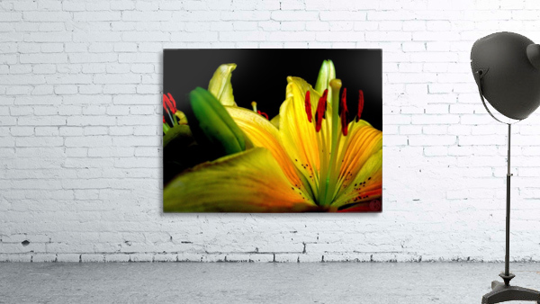 161    A flowers eye view Wall Preview