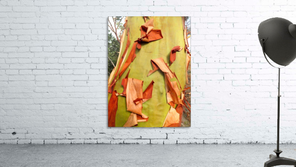 218    Arbutus Wall Preview