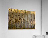 Migration Acrylic Print
