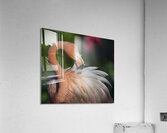 Flamboyance Acrylic Print