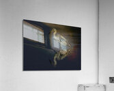 In the shadows Acrylic Print