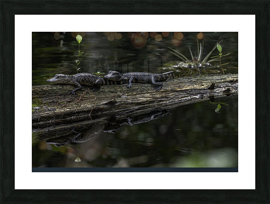 Dynamic Duo 1 Picture Frame print