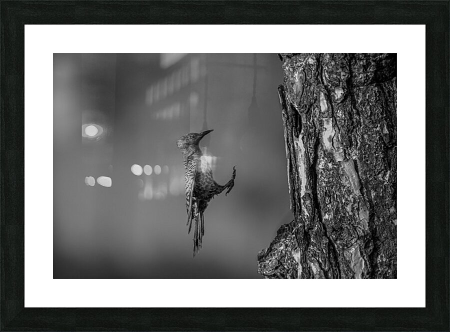 Anticipation Picture Frame print