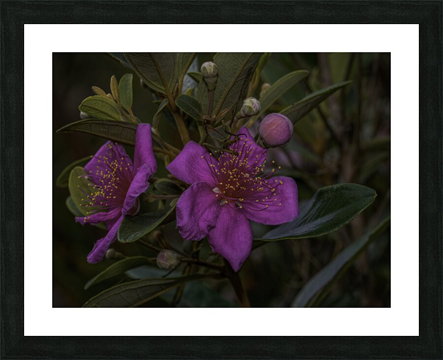 Woods Rose Picture Frame print