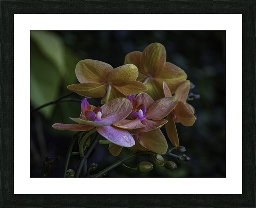 Moth Orchid Picture Frame print