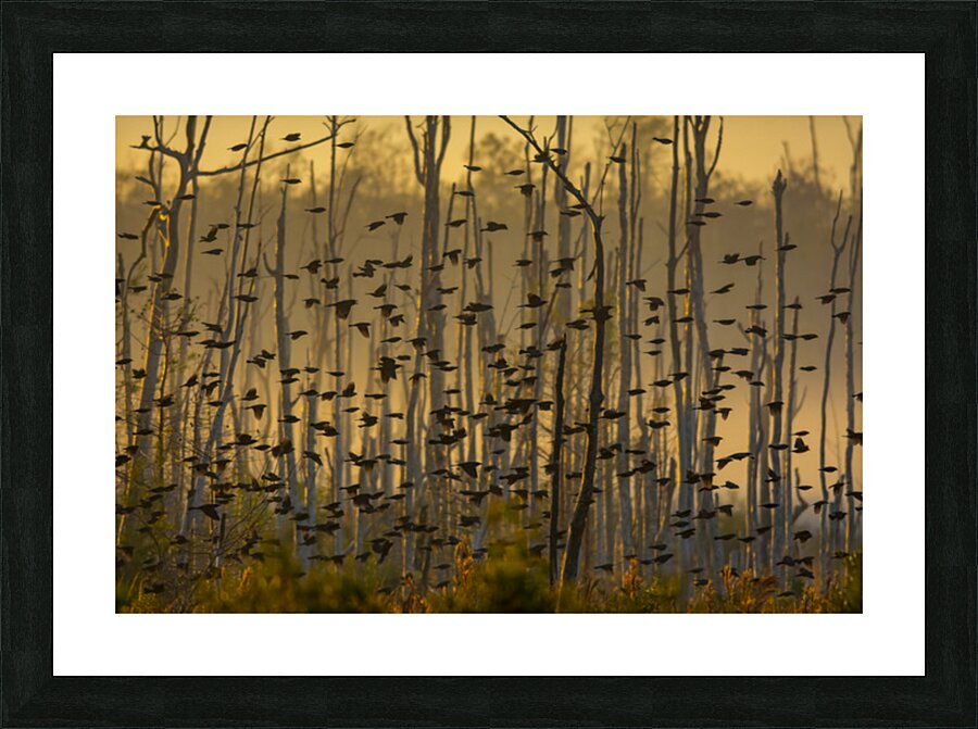 Migration Picture Frame print