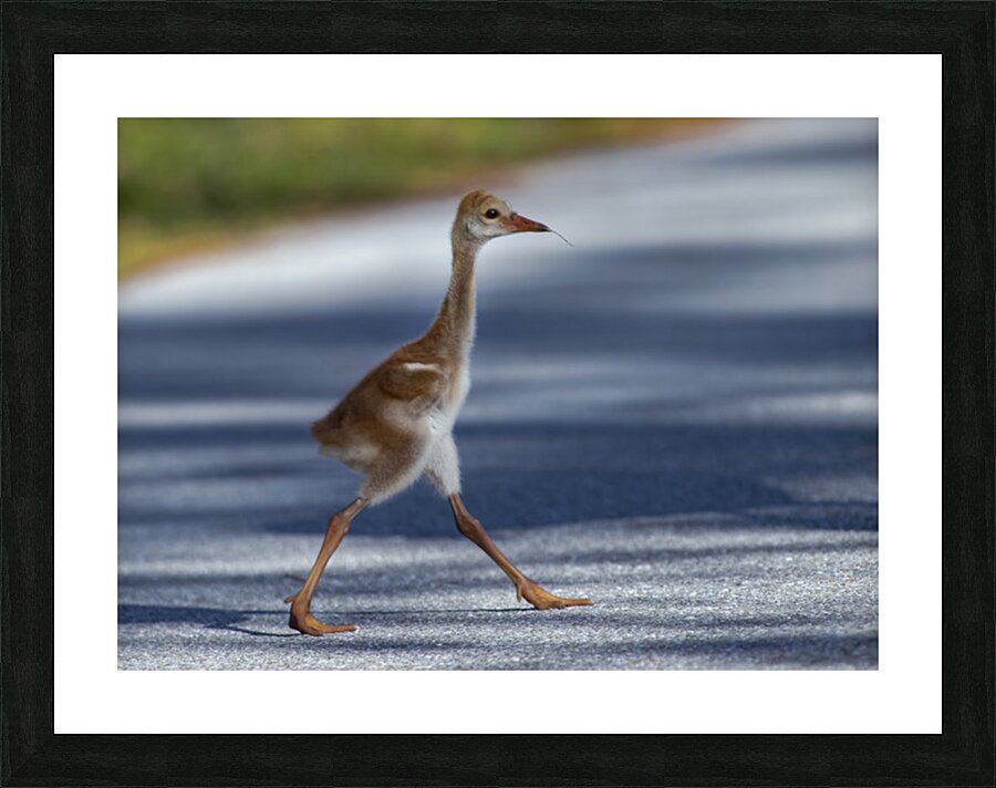 Country Roads  Picture Frame print