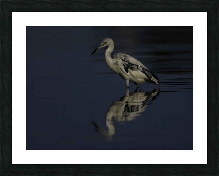 In the shadows Picture Frame print