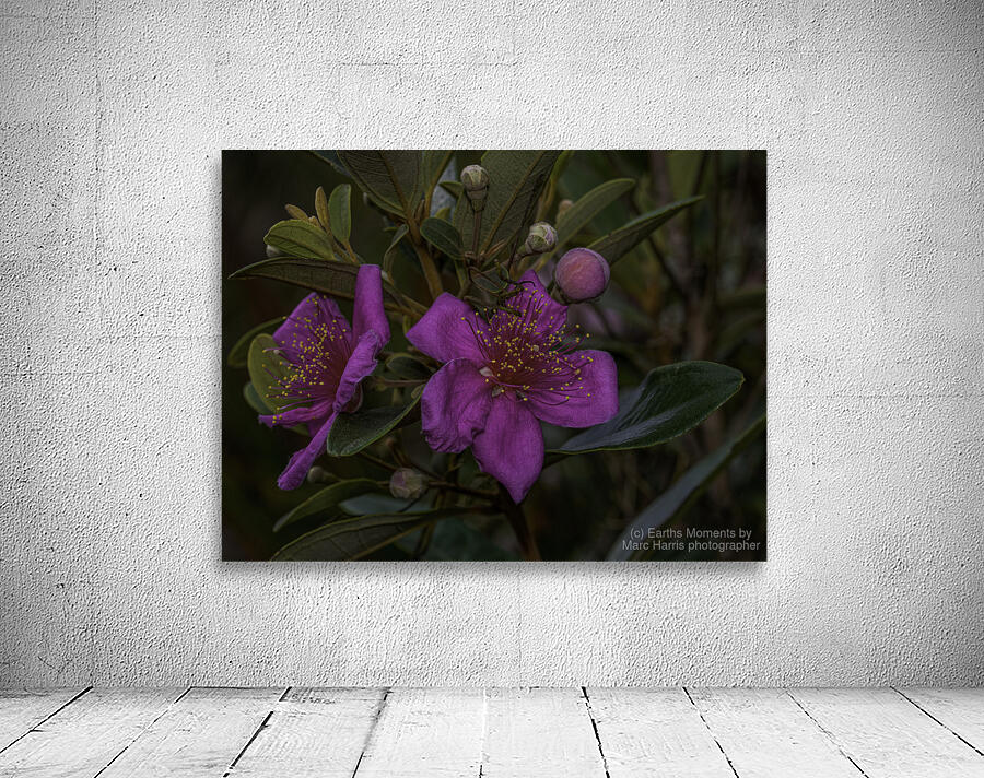 Woods Rose Wall Preview