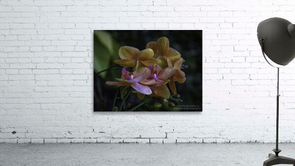 Moth Orchid Wall Preview