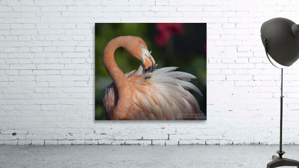 Flamboyance Wall Preview