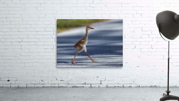 Country Roads  Wall Preview